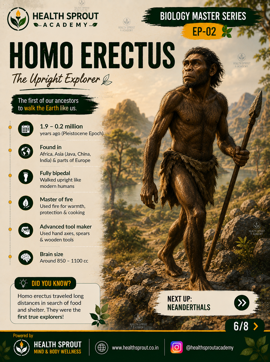 Homo erectus — Health Sprout Academy Biology Master Series